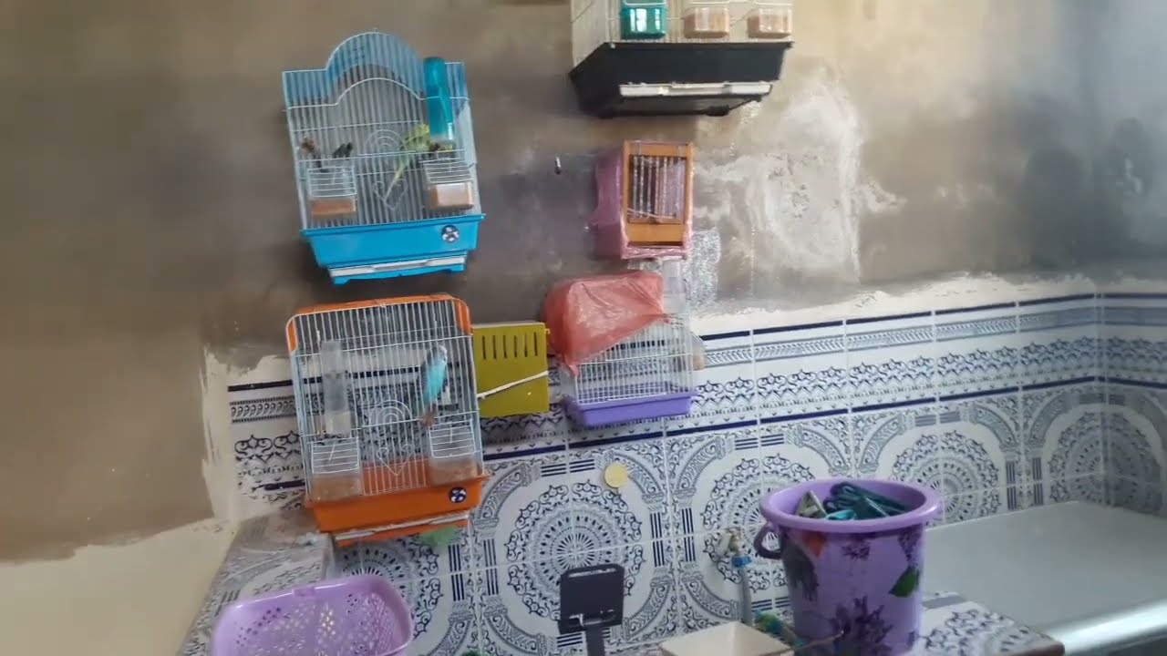 جوله و فتح اعشاش طيوري واثمنه جميع الطيور الخاصه بي