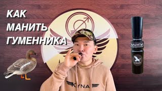 Как манить гуменника. Обучающее видео по игре на духовом манке Кынат \