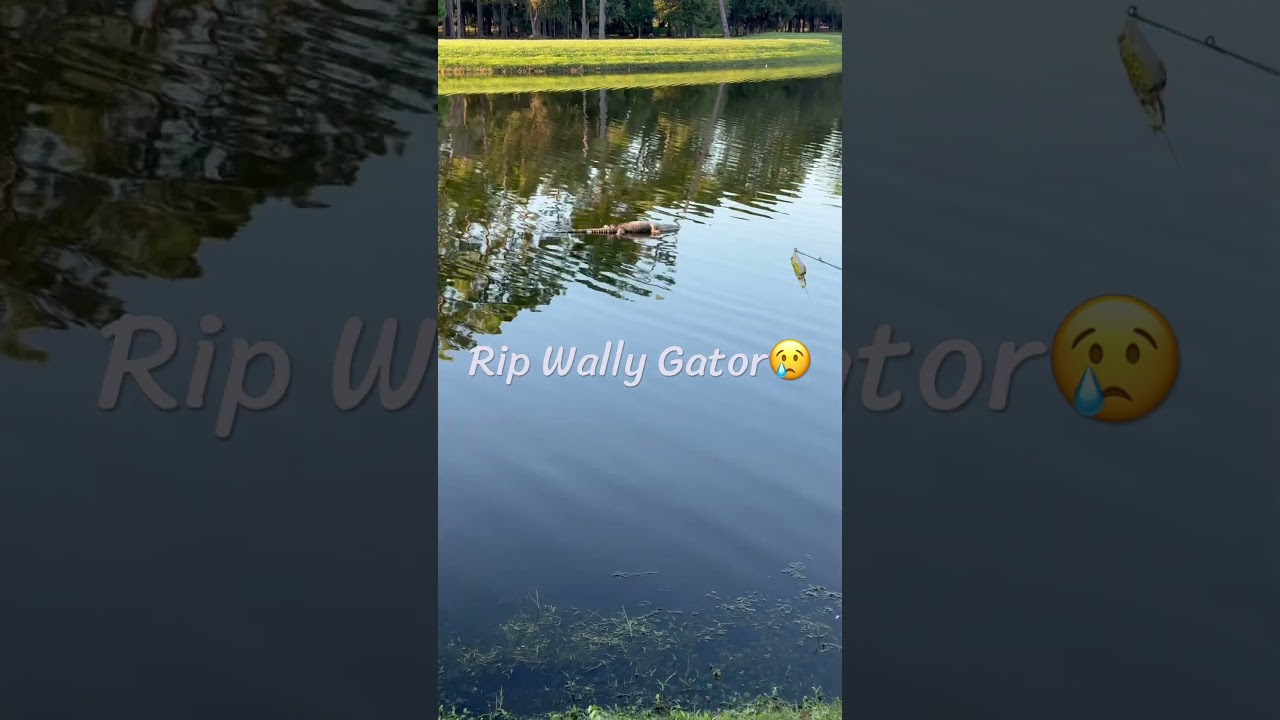 What Happened to Wally Gator? #fyp #alligator #shorts