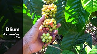 Robusta coffee (Coffea canephora)