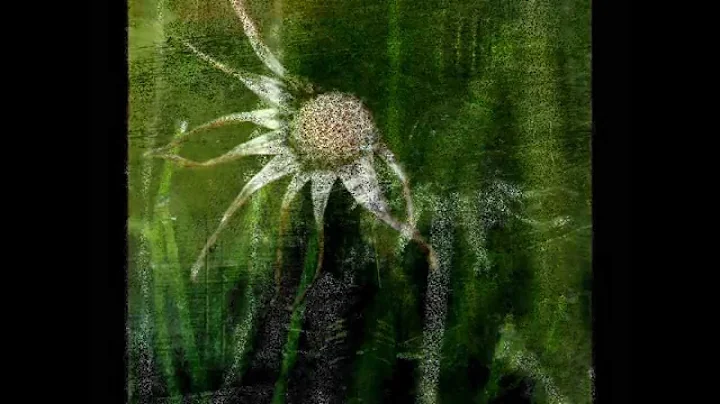 Diane Paquin Photographe