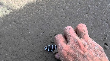 Bắt Tôm tít sữa - Bãi Sau Vũng Tàu