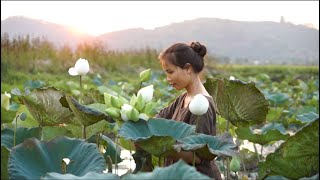 Vegan Food- Hái Sen Làm Trà Và Bữa Cơm Ấm Áp | Lotus Tea