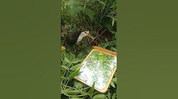 Beauty Lesser whistling duck: Bird walking night time_ Bird​ | Part37#animals #birds #organic #farm