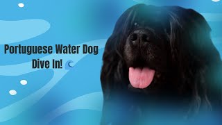 Unleashing the Wonders of the Portuguese Water Dog!  | Dive into the Ultimate Guide!