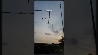 Download Lagu manut dalane Gusti mawon #shorts #shortsvideo #lapakmerpati #merpaticilacap MP3