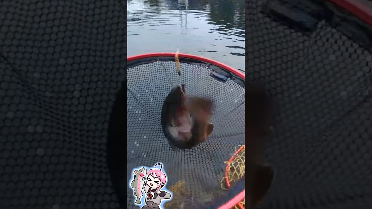 べにほっぺの魚が釣れたよ!【イーグルプレーヤー】🎣ԅ( ˘ω˘ ԅ)#エリアトラウト #VTuber #魚釣り #fishing #管釣り #Vチューバー