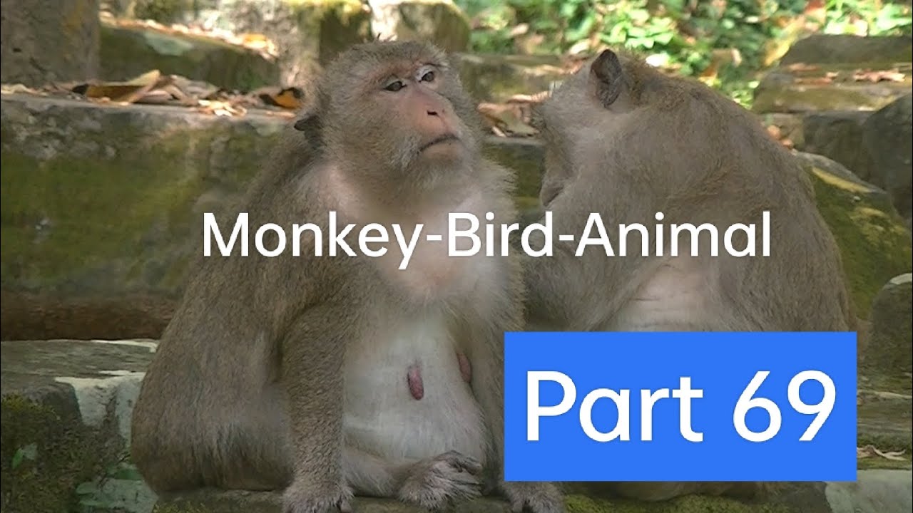 さるくん。monkey find insect on body. Monkey-Bird-Animal part 69 - YouTube
