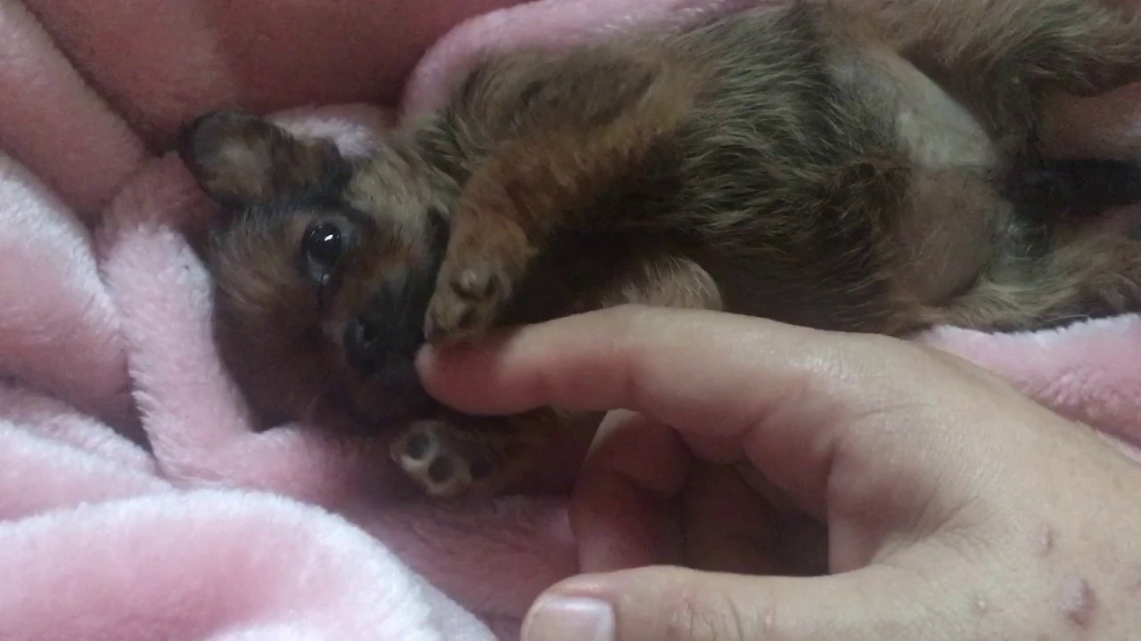 生後40日 栃木動物愛護センターに収容されたパグが産んだ子犬 女の子 Youtube