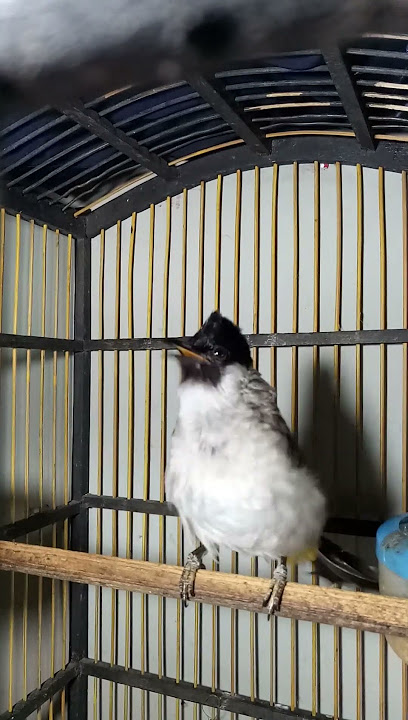 Suara burung gacor full ngoceh jelas keras bikin burung lain terpancing bunyi nyaut emosi gacor