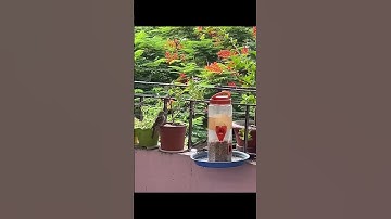 Save Sparrow, Save Environment #viralvideo #viralshorts #shorts #video #viralsong #oldisgold #music