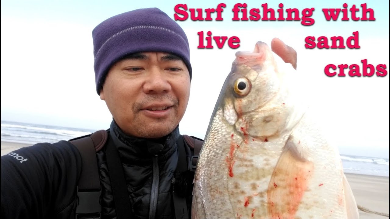 best bait for surf fishing