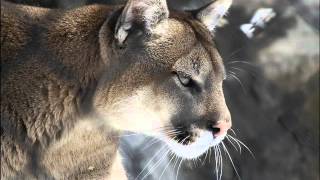 Türk Ruhu, Panthera Pardus, Puma Concolor No.5