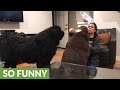 Newfoundland gets jealous of sibling goes on the attack