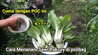 Cara Menanam Sawi Pakcoy Organik di polibag