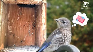 Do you Clean After Bluebirds Fledge?