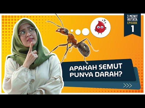 Video: Adakah semut mempunyai otak?