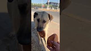 Her Sabah Dakika Şaşmadan Durakta Bekleyen Sevimli Köpek