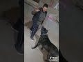 مهرجانات حمو بيكا عندي كلب يجري معسكر