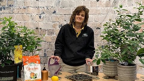 How to Care for Citrus Plants Through the Winter ENGLISH GARDENS