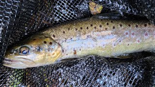 High Country Trout Fishing Mission With Rick Laz by Noojee Bushgoods No views 7 minutes, 55 seconds