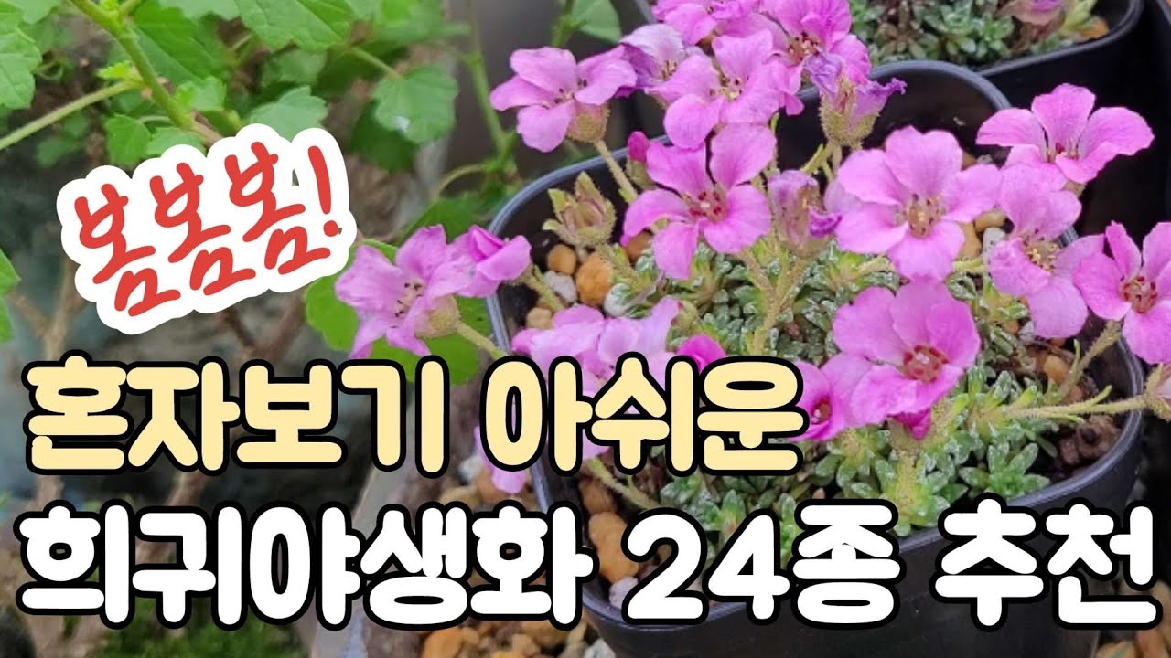 🌸봄야생화 24종/소장가치 높은야생화/ 월동 희귀야생화🌸꽃을 계속 보여줘요/수안정원