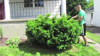 Tips and Tricks For Easy Bush Shaping