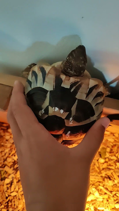 I RESCUED MY TURTLE #music #turtle #pet #shorts #happy #positive #rescue #respect