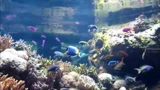 Aquatic Animals Of The Scott Aquarium At The Henry Doorly Zoo