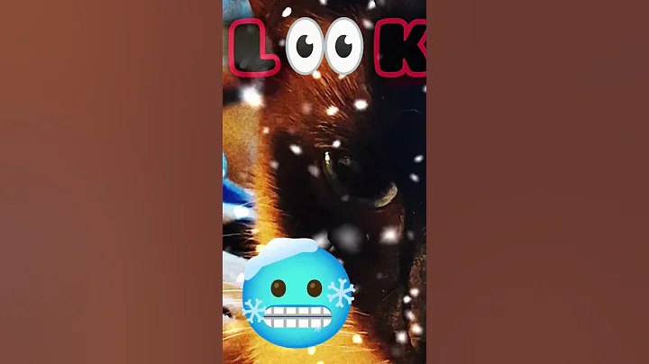 Video 11762271: kitten meow catlover siamese, cat kitten meow siamese, siamese cat pets kitten, siamese cat meowing cute