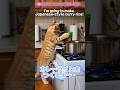 【リクエストお料理】ココがカレーライスをつくるよ〜🍛 #猫#ai猫#料理#cat#aicat #catlovers #shortsmusic