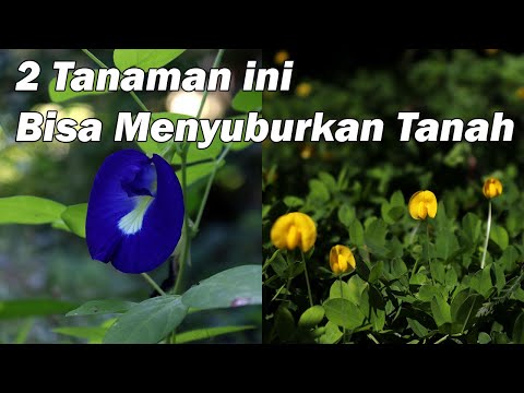 Video: Tanaman apa yang memiliki bintil?