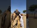 زوجان من راجستان يساعدان بعضهما بحب إصلاح قربة الماء على الجمل