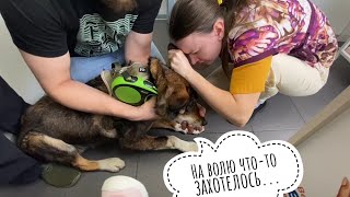 The blind Dog Serko lives in Moscow, visited veterinarians, learned about his bouquet of diseases