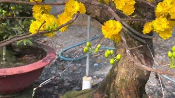 Sự khác nhau cúc thọ hương và cúc bi 28-12-2021