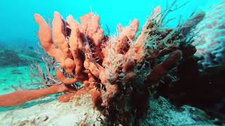 11/16/24: The Double Ledges Reef Palm Beach, Fl. Diving with Kyalami Charters.