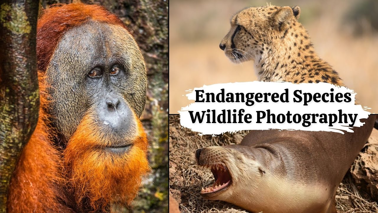 Endangered Species Wildlife Photography - My Rarest Wildlife Photos ...