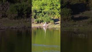 Grey Heron (Ardea cinerea), in Madeira island | Garça Real