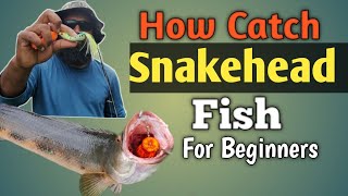 मरल मछली का शिकार कैसे करे नए शिकारी?How Catch Snakehead Fish Tips And Tackles