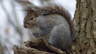 Eastern gray squirrel  wild squirrel in a tree on a windy winter day  squirrel part 5