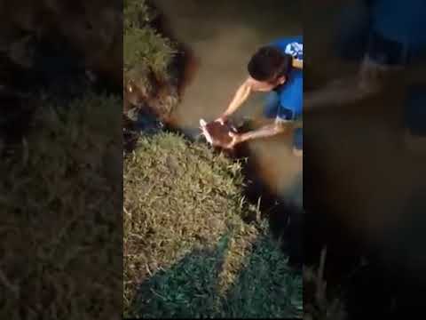 Bagre capturado em lago urbano de Pouso Alegre