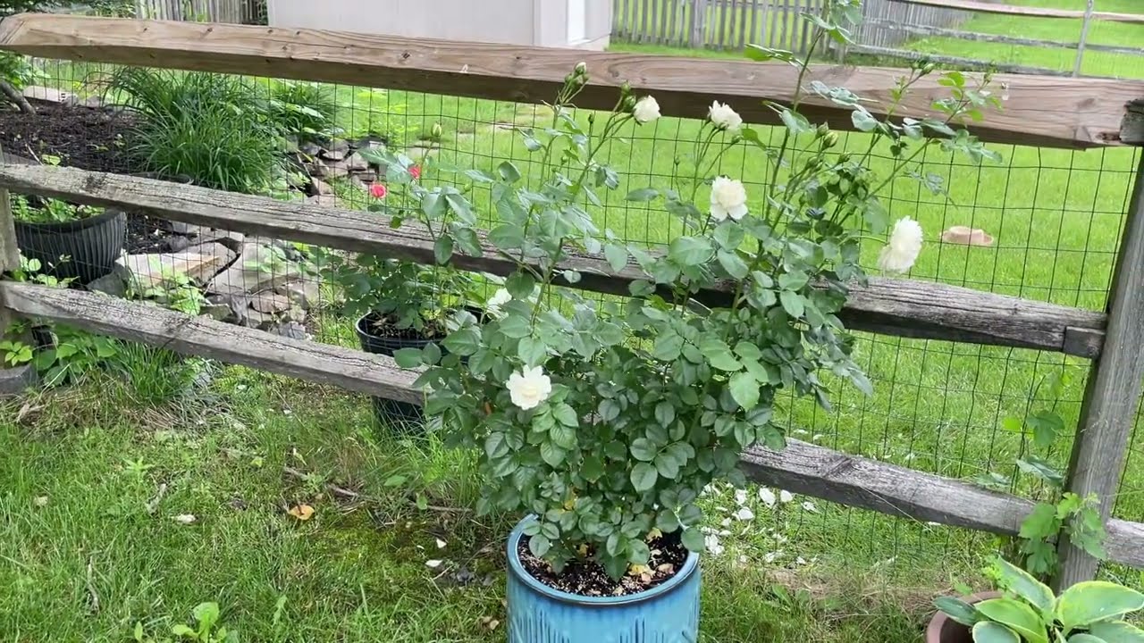 Tranquillity- David Austin Roses