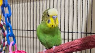 Peeka-Baby - Boba the Budgie - Parakeet Talks for Almost 2 Minutes!