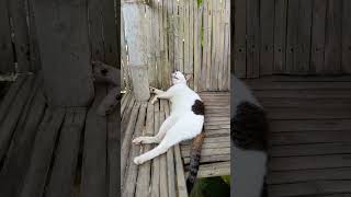#cat #yawn #sleepy #shorts