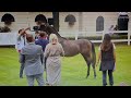 2022 XLIV Polish Nation Arabian Horse Show- Evalion Zalia