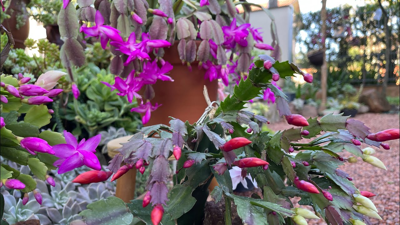 FLOR DE MAIO - Cuidados especiais no outono e inverno