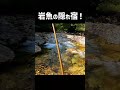 イワナを隠れ宿から釣ったるぜ! #shorts