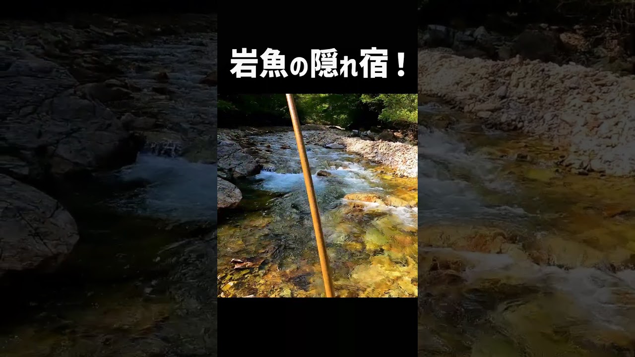 イワナを隠れ宿から釣ったるぜ! #shorts