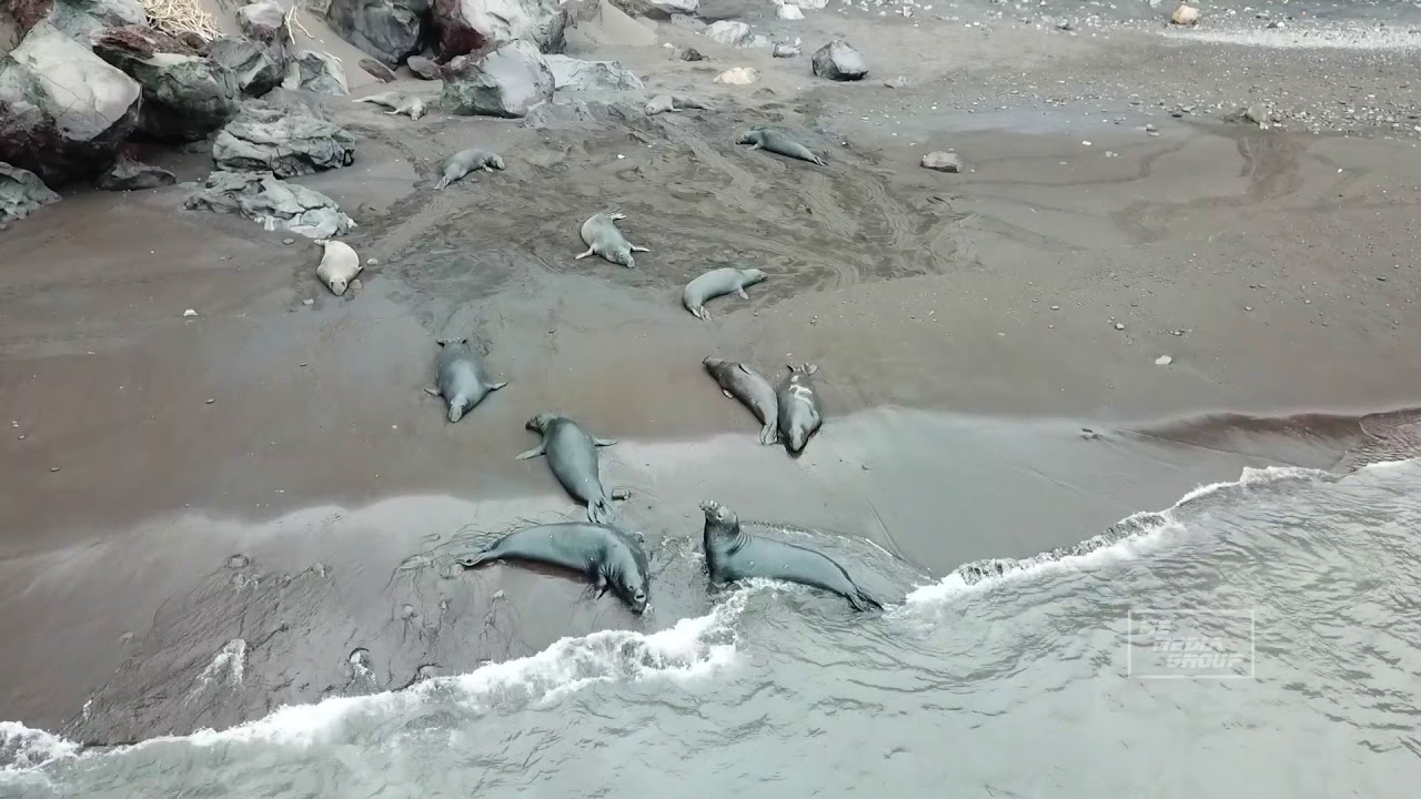 Fighting Bull Seals