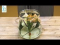 Intratuin - Groen achter glas - DIY